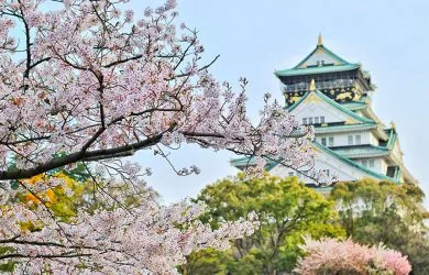 Ý nghĩa màu sắc của hoa hồng