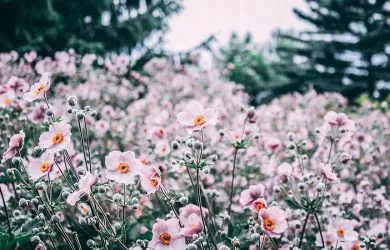 Tặng hoa gì cho từng dịp?